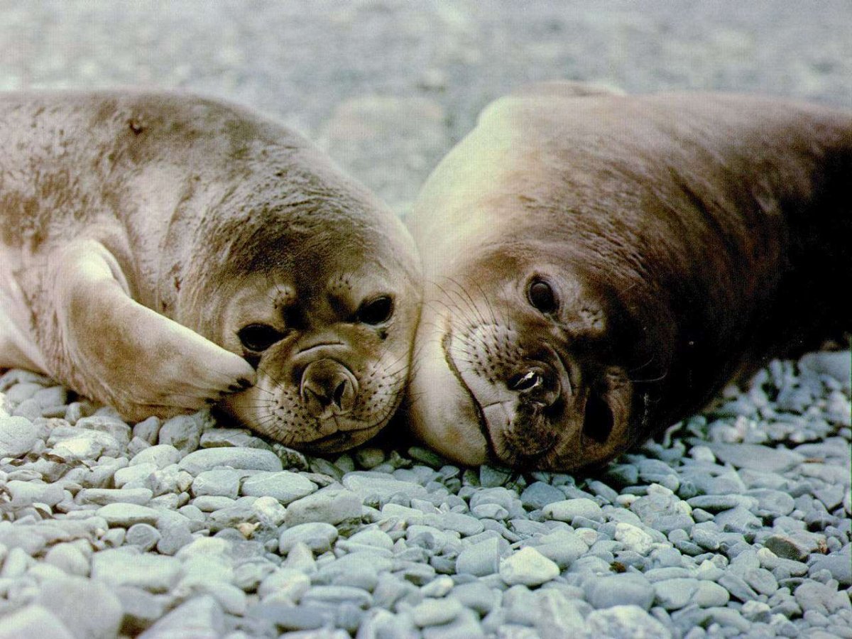 Нерпа тюлень морж