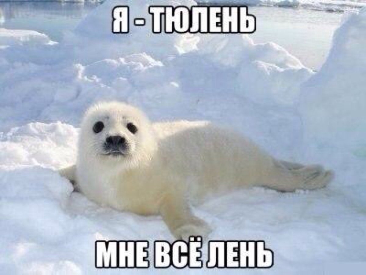 Нерпа Байкальская белая