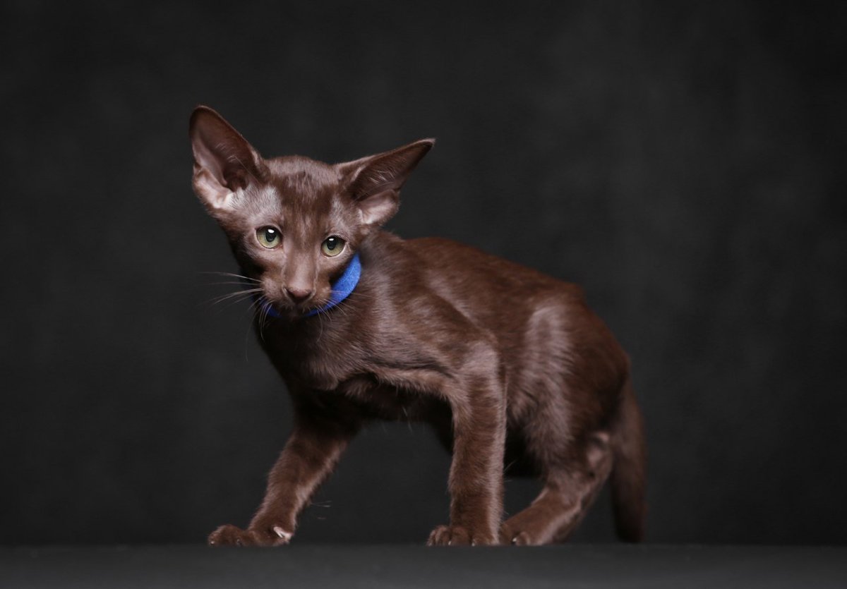 Ориентал окрас Гавана