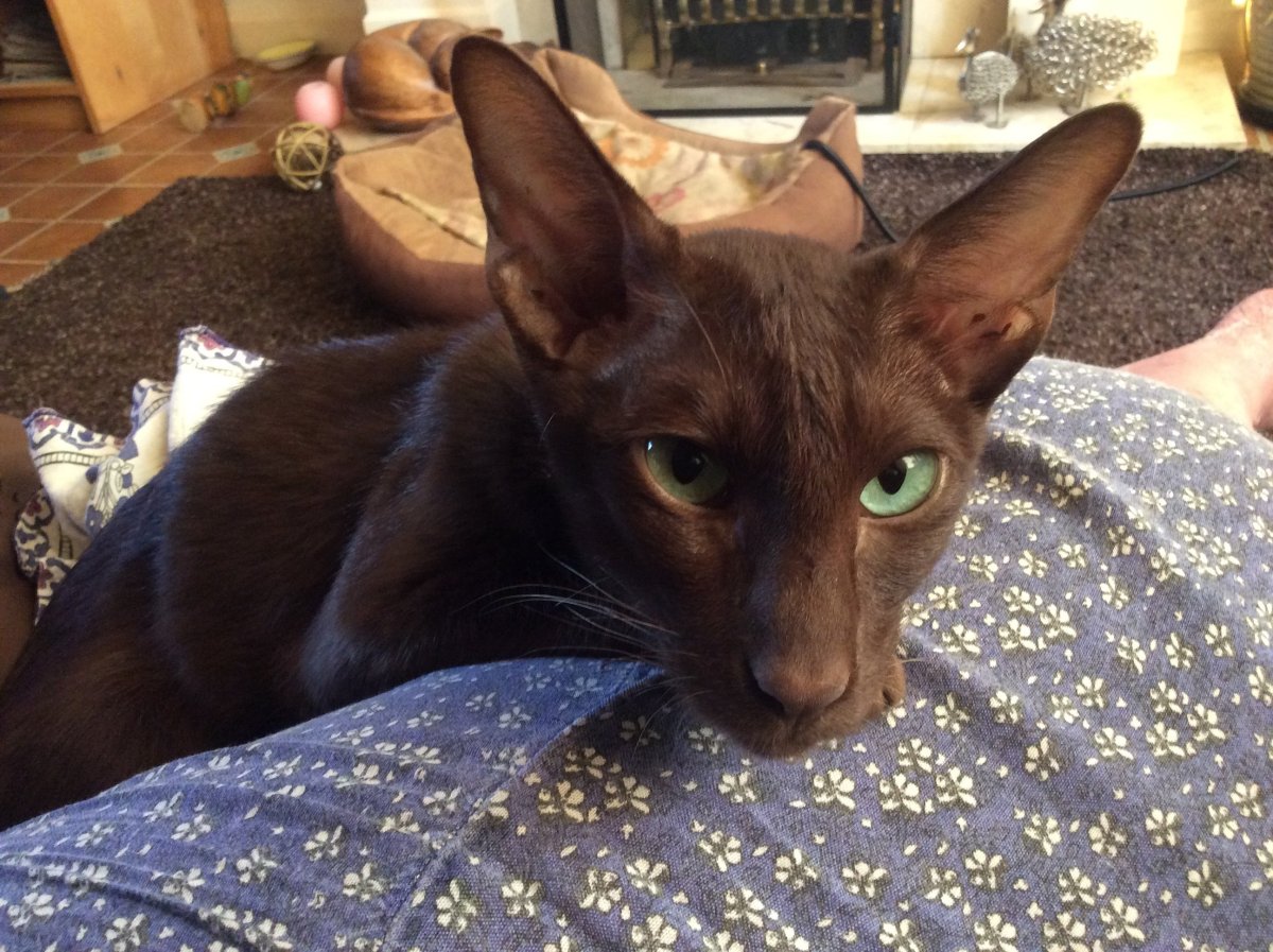 Кот с большими ушами и вытянутой мордой