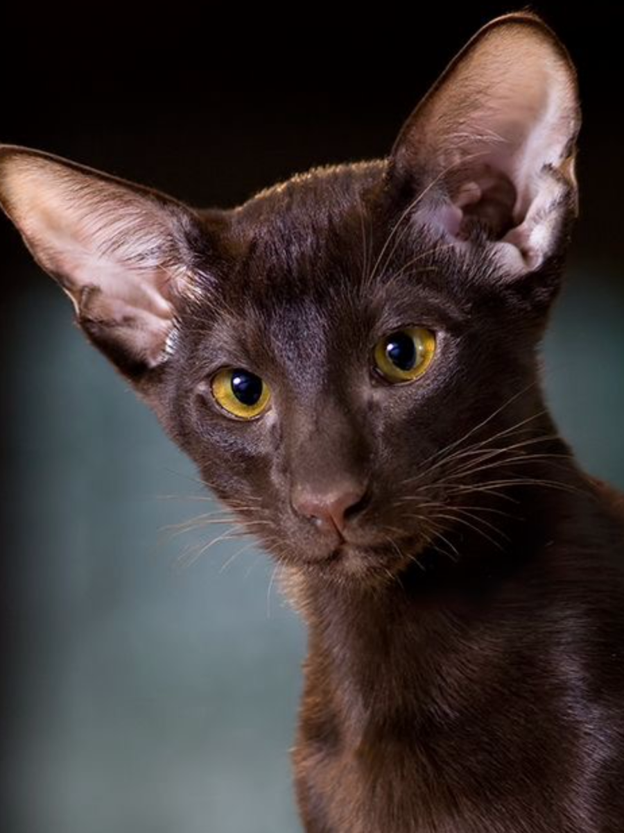 Ориенталы Гавана