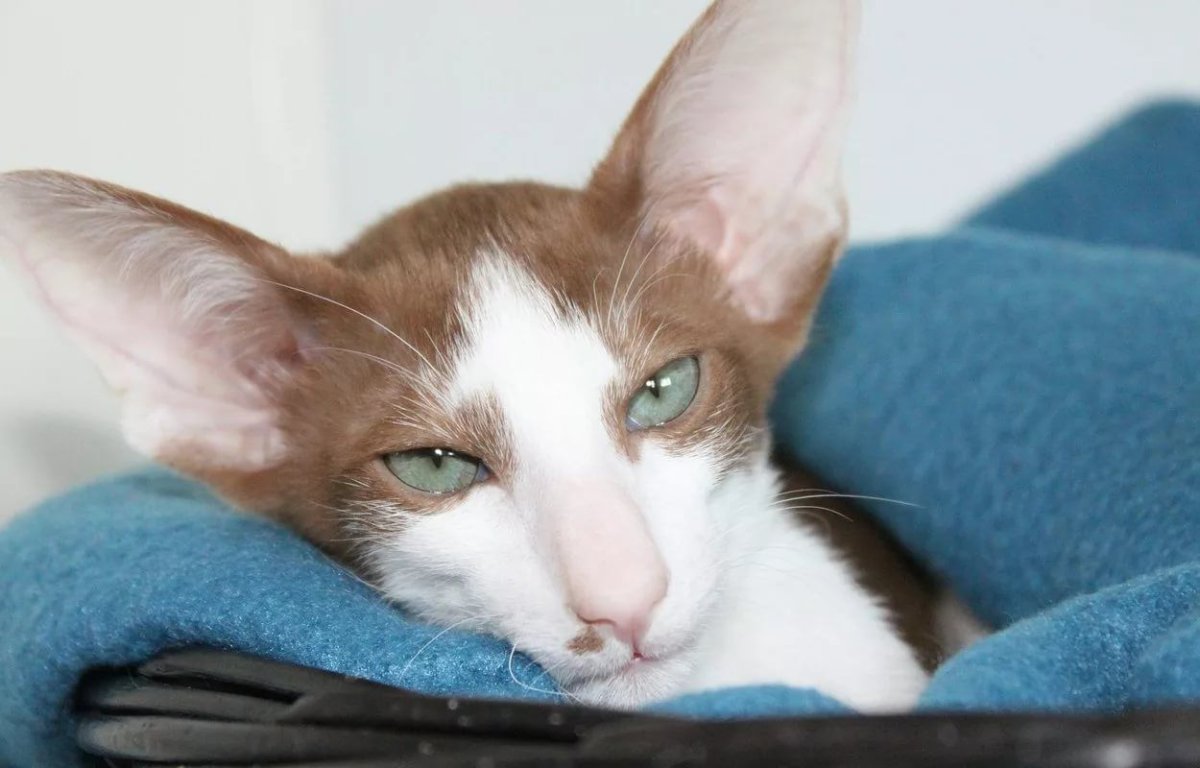 Ориентальная кошка коричневая