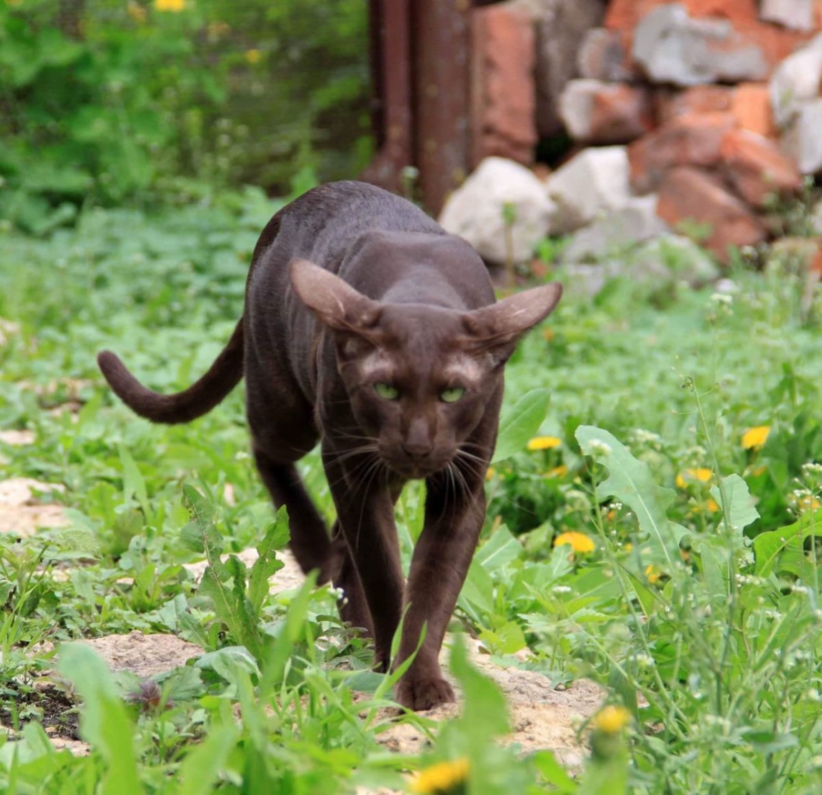 Ориентальная короткошерстная кошка