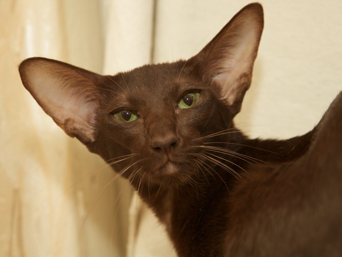 Ориентальная кошка