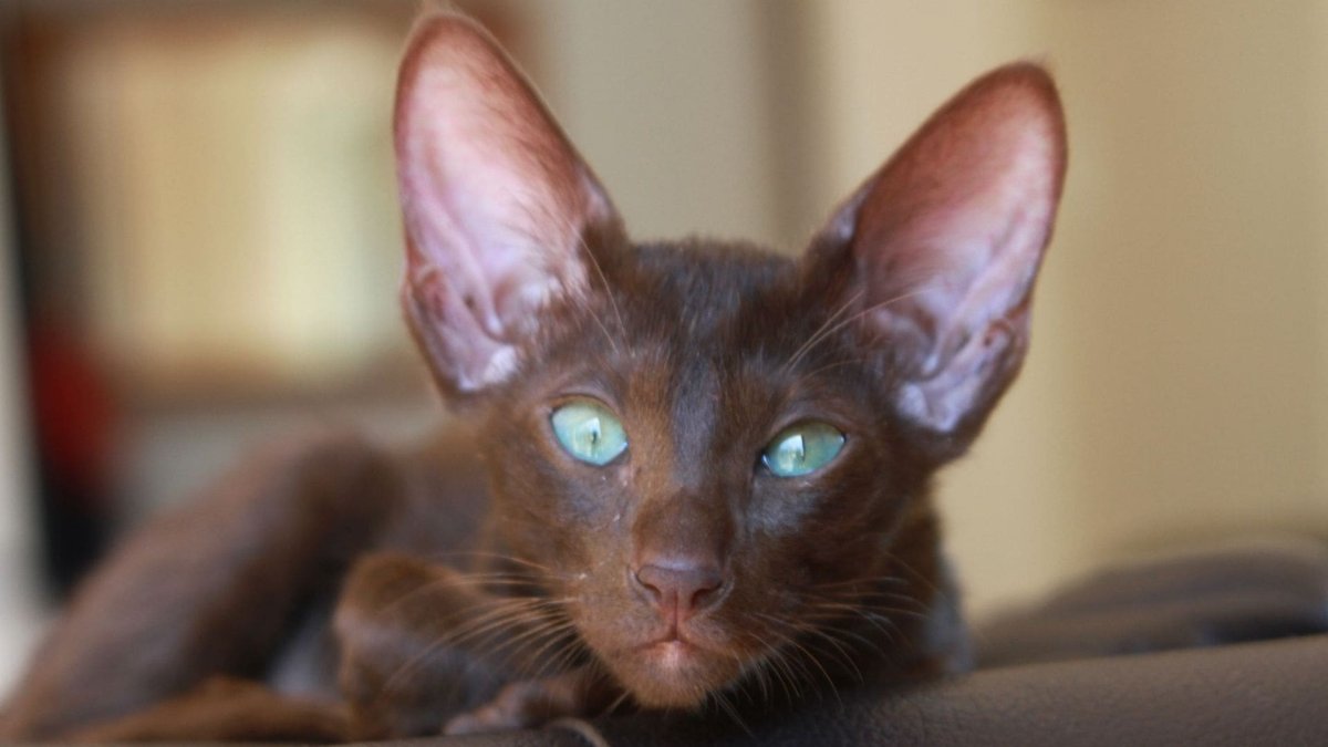 Шоколадный ориентальный кот