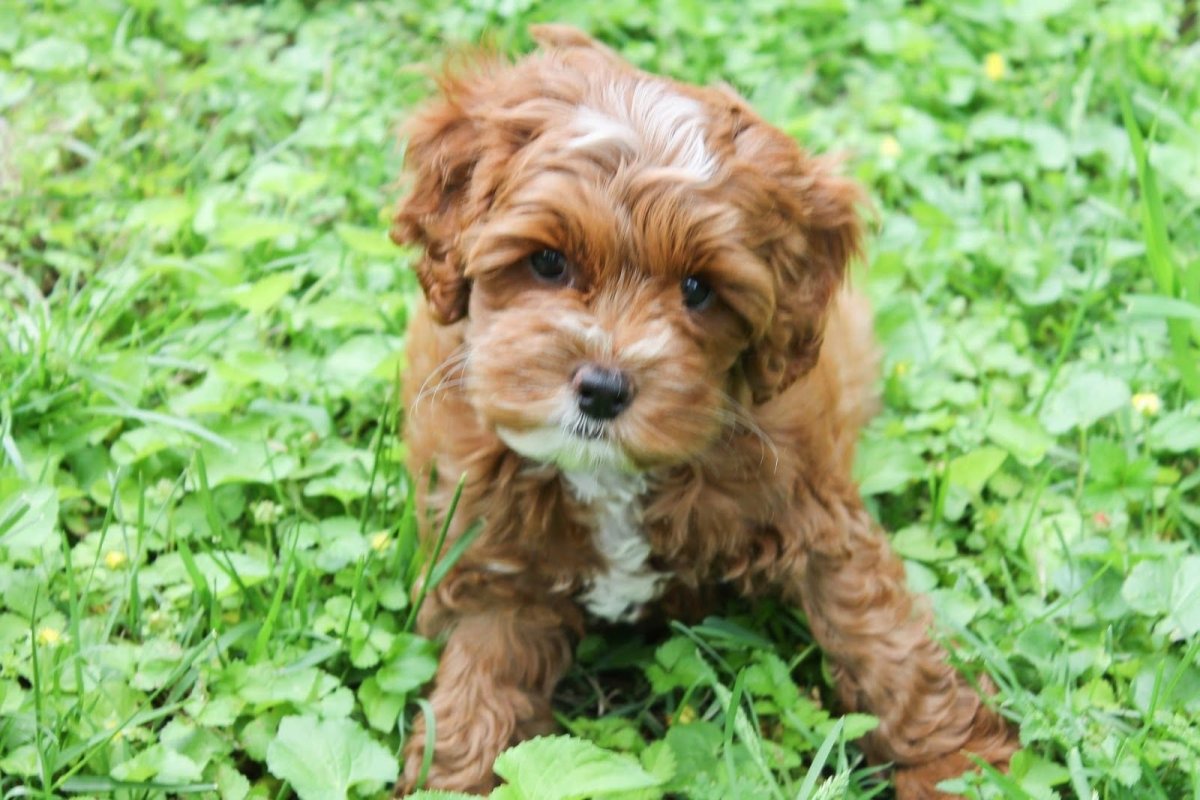 Мальтипу спаниель