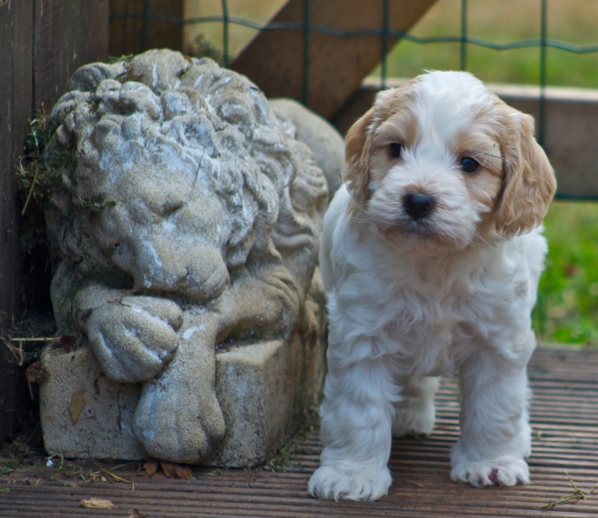 Кокер пудель