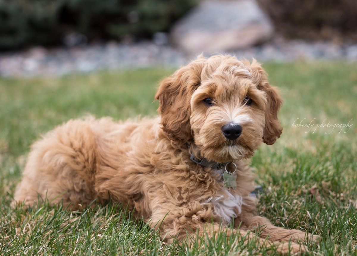 Кокапу мини собака