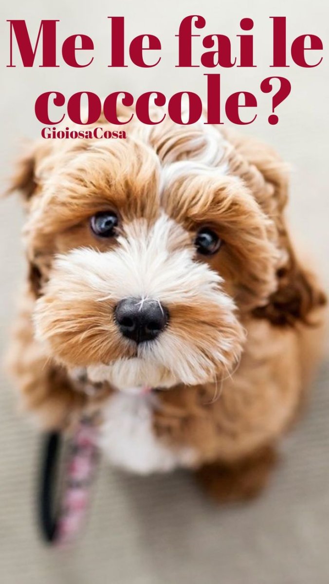 Кокапу тибетский терьер