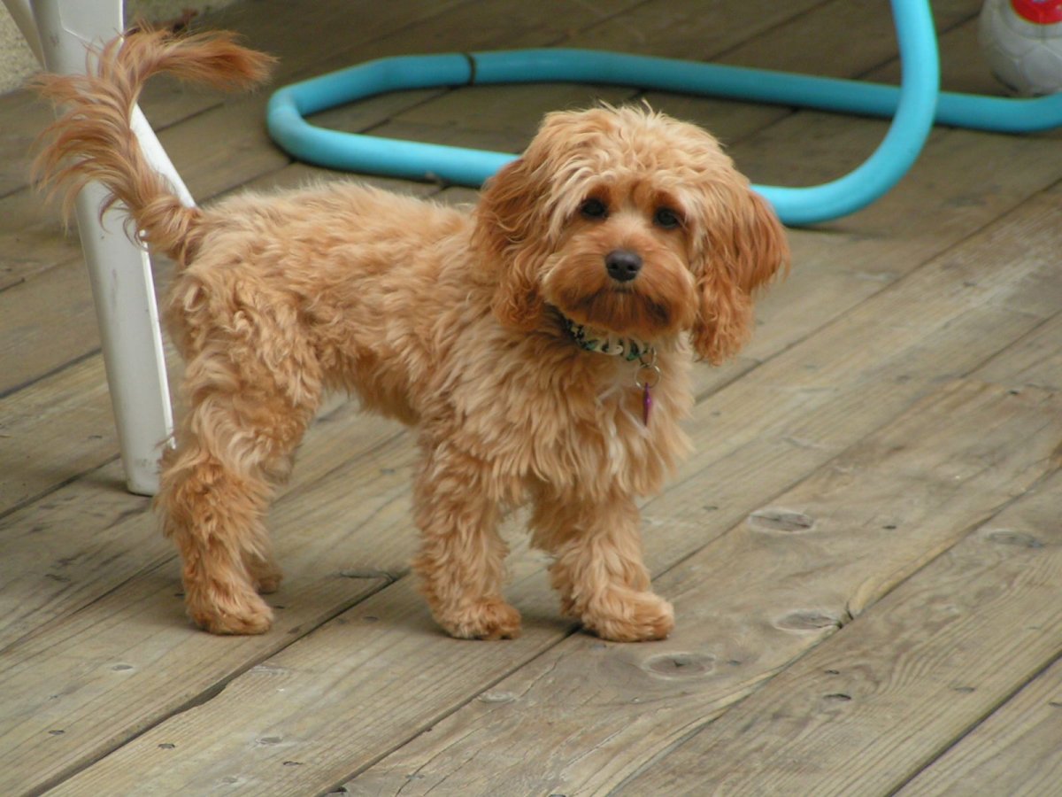 Лабрадудль кокапу порода