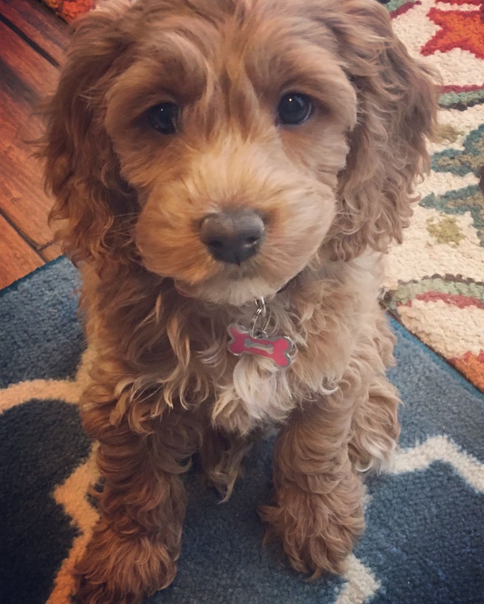 Мальтипу и кокапу