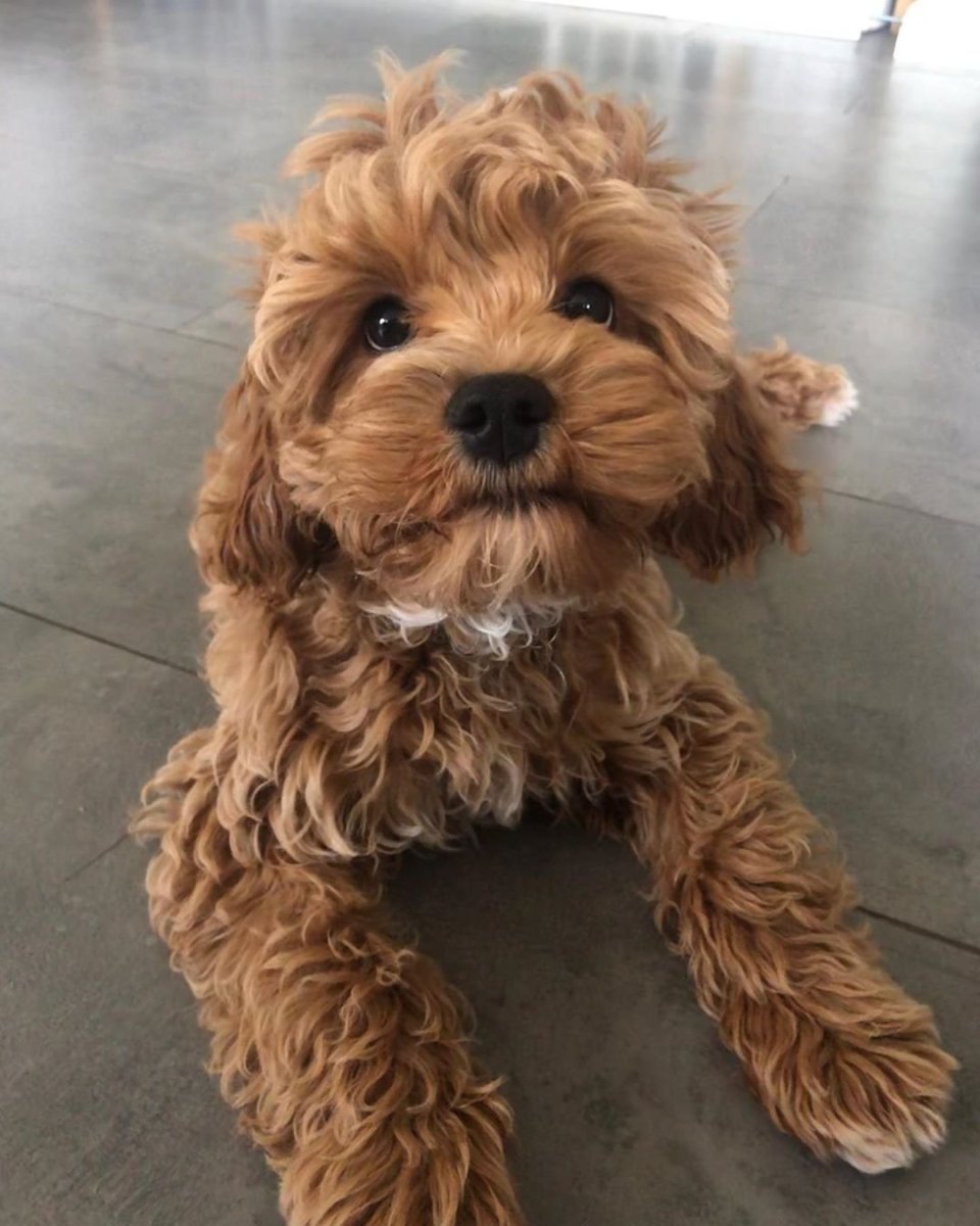 Лабрадудль кокапу порода