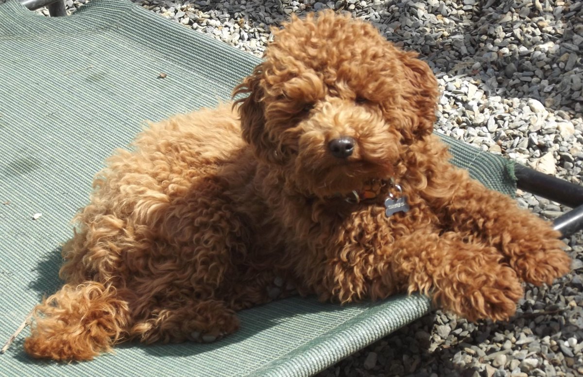 Мальтипу лабрадудель кокапу