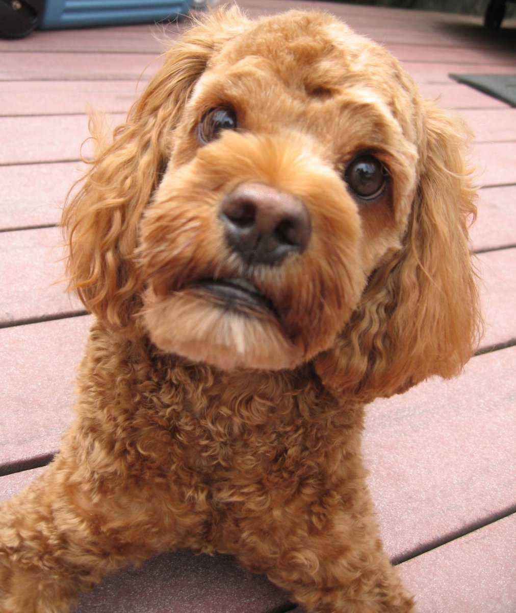 Кокапу стриженный