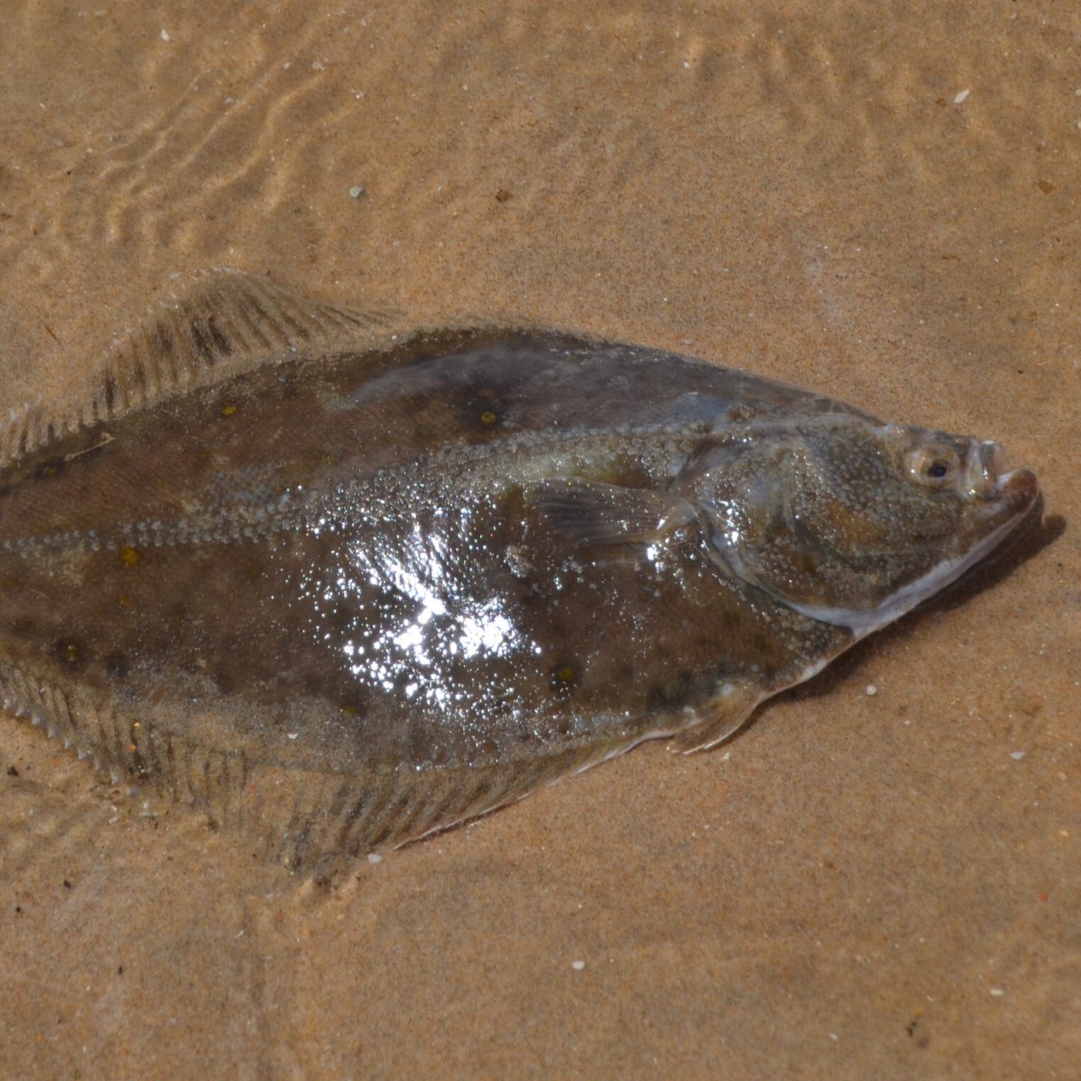 Калкан рыба Черноморский