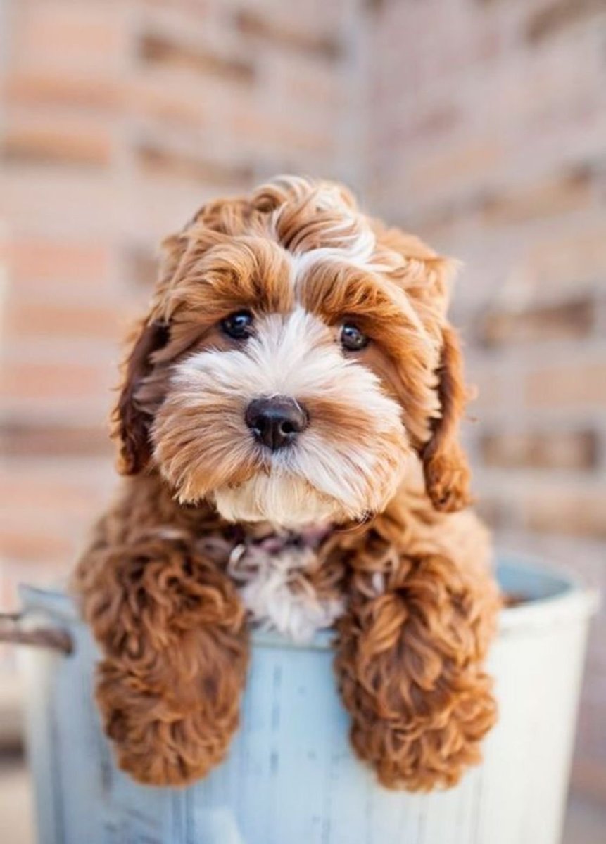 Щенки кокапу