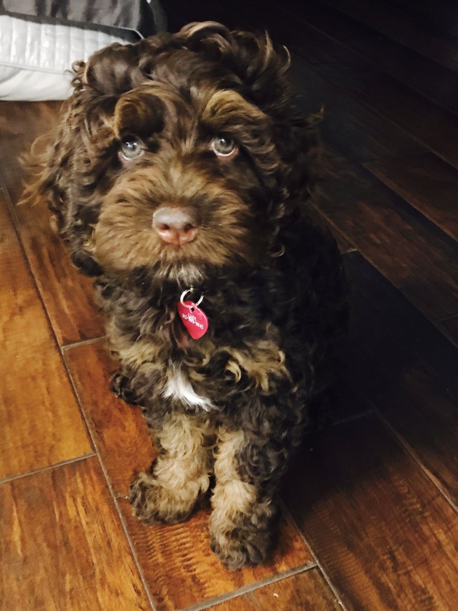 Cockapoo (кокапу)