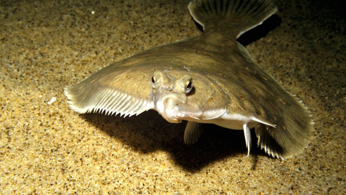 Морской ёрш камбала