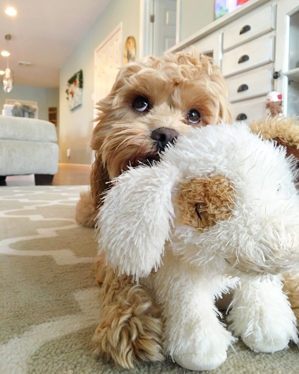 Кокапу собака стрижка