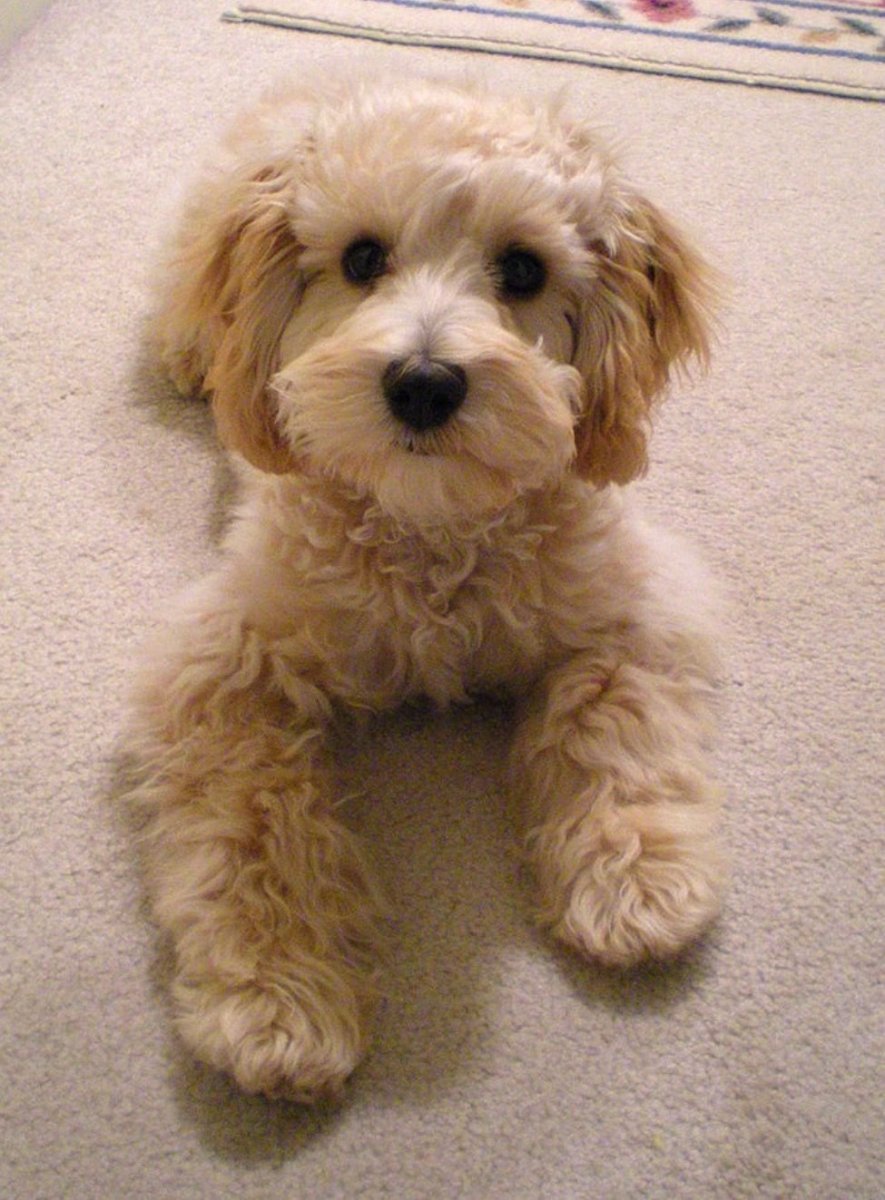 Спаниель плюс пудель