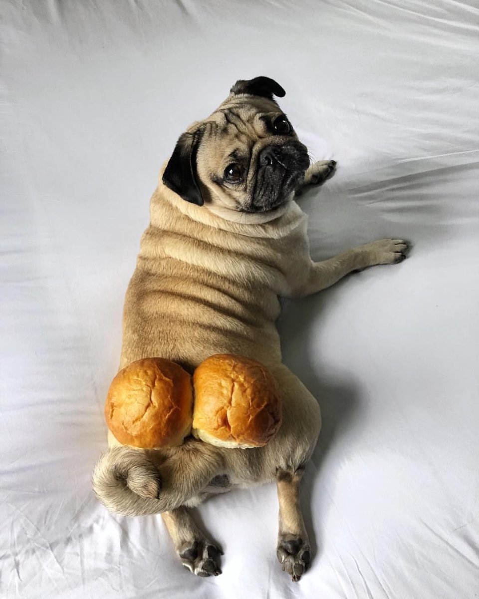 Lisa Love Dog