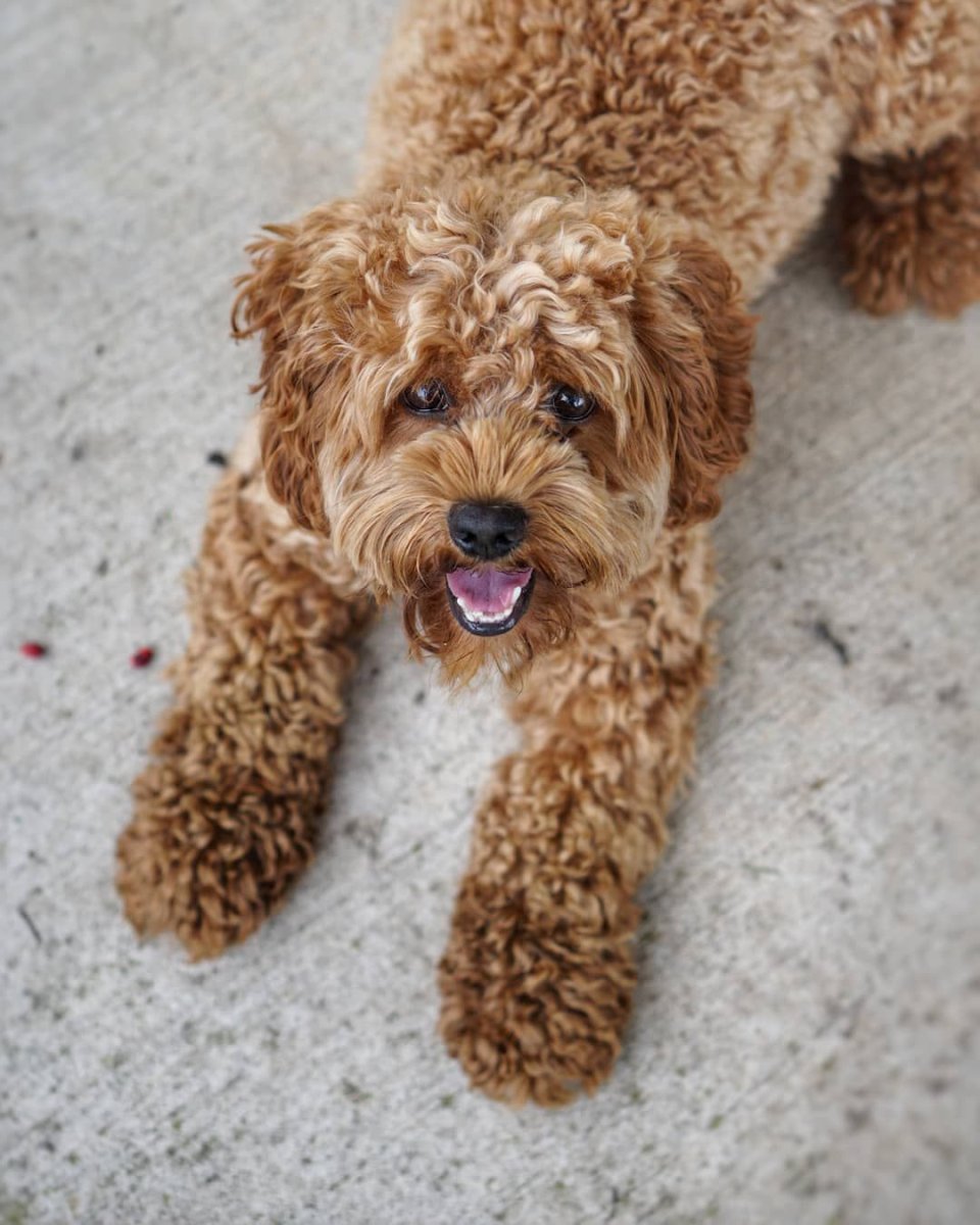 Кавапу собака фото