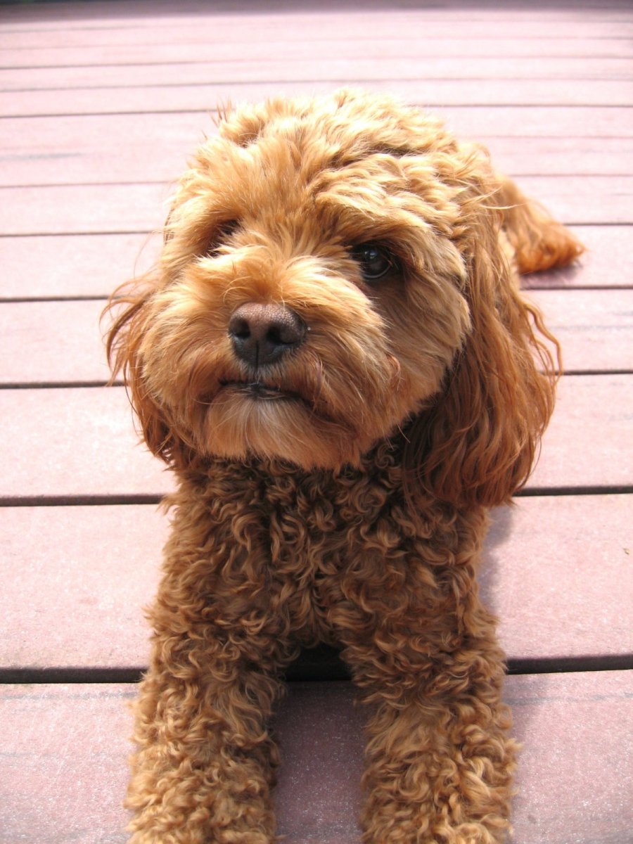 Собака мишка кудрявая