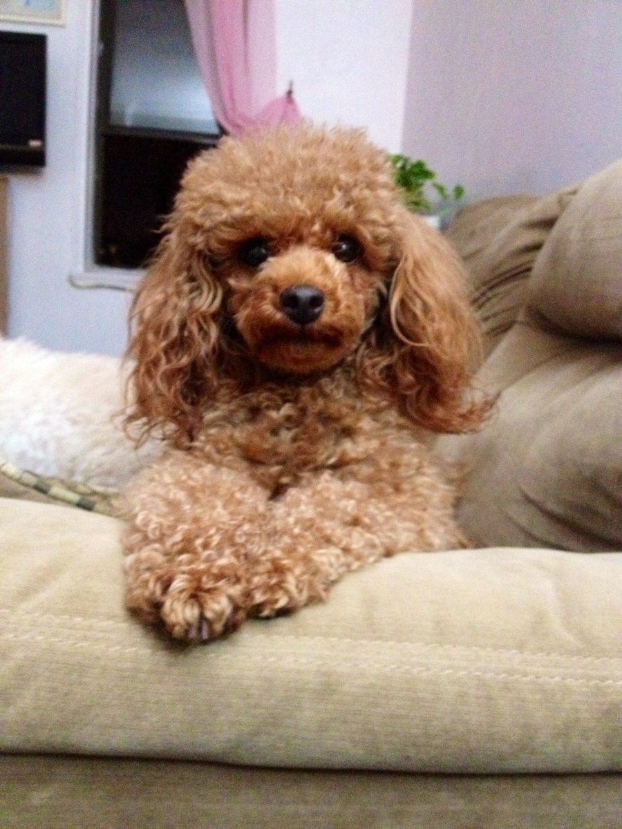 Кавапу и кокапу отличия