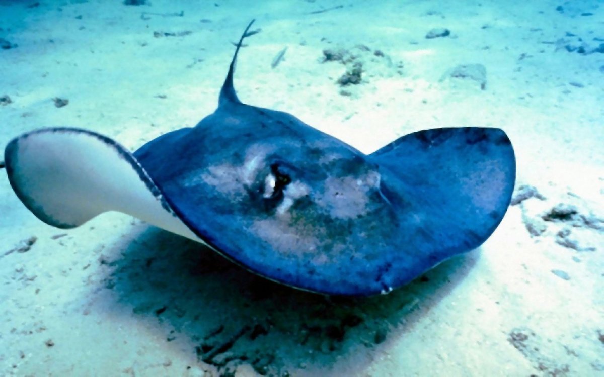 Рыба нетопырь короткокрылый в бухгалтерии