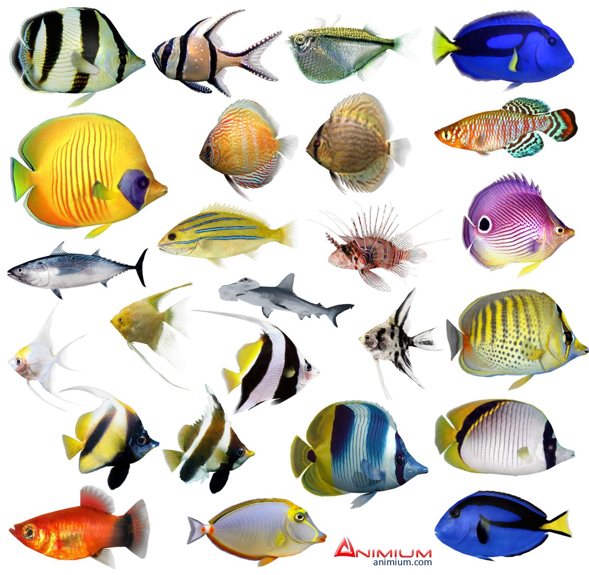 Самые милые рыбы