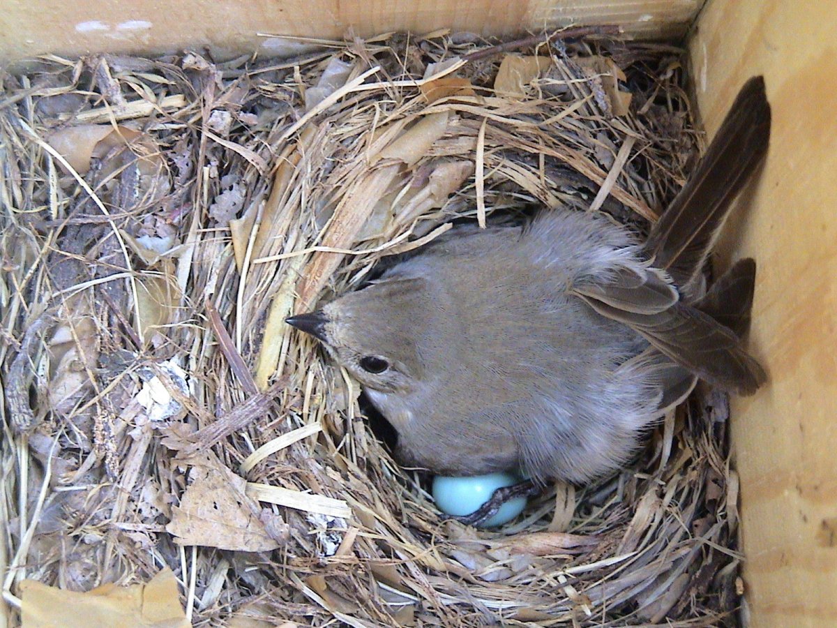 Зарянка птица птенец