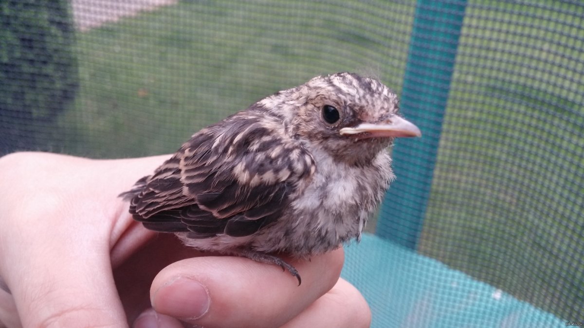 Серая мухоловка птенец