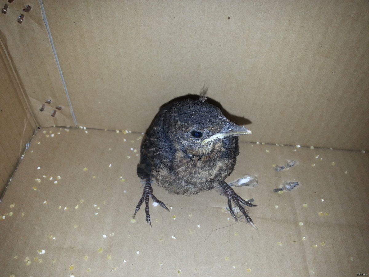 Слеток дрозда рябинника