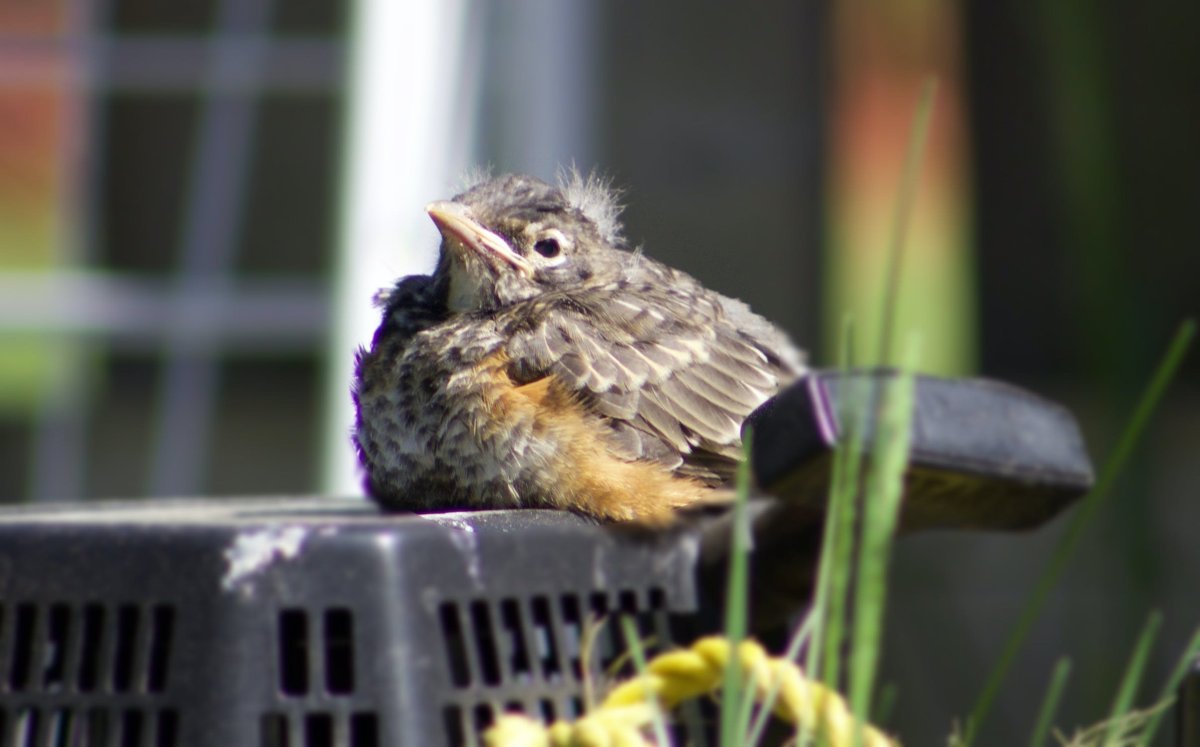 Гнездо деревенской ласточки