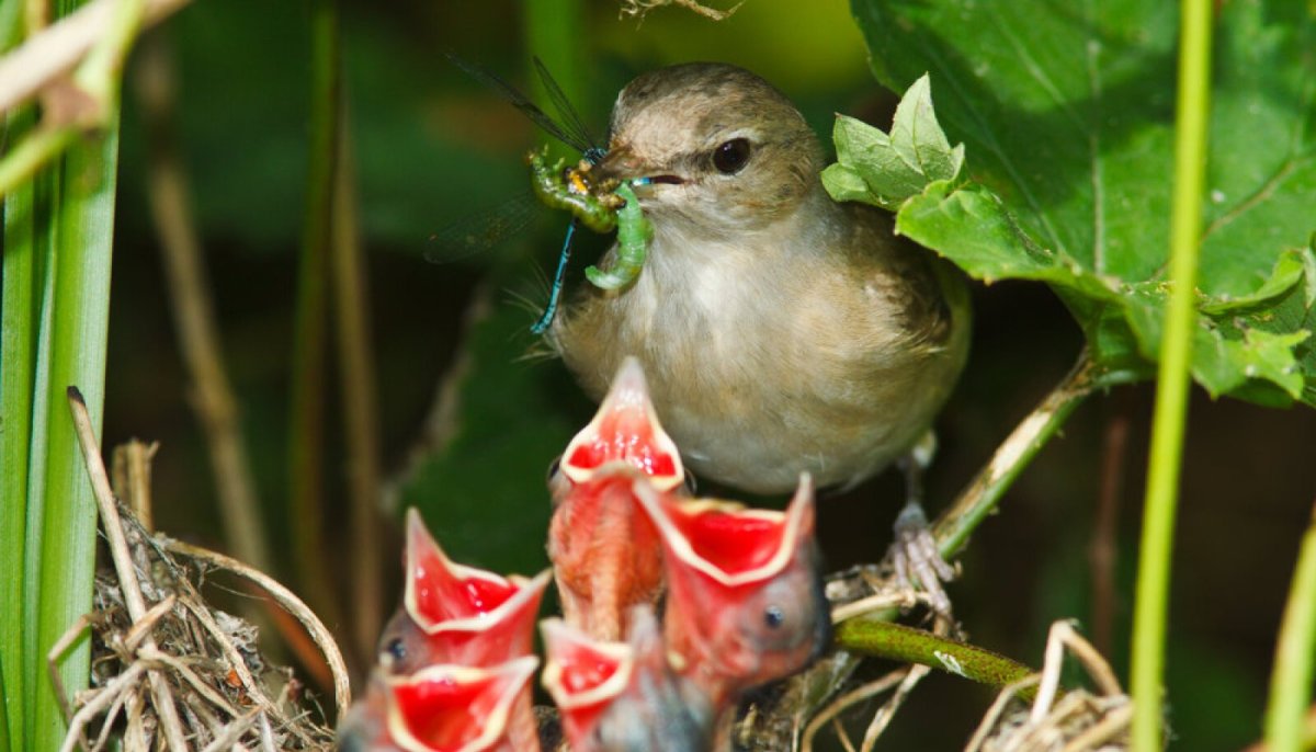 Амадины гнездо