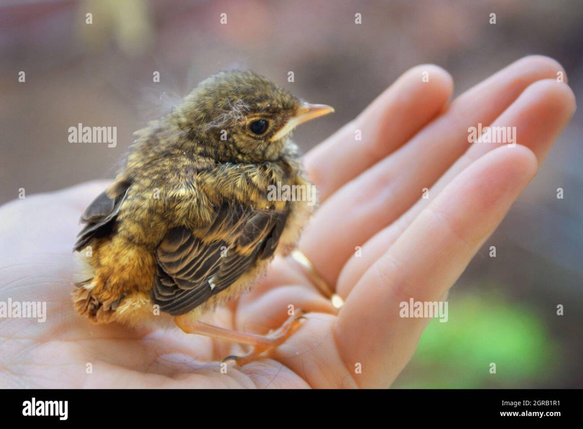 Соловей птенец слеток