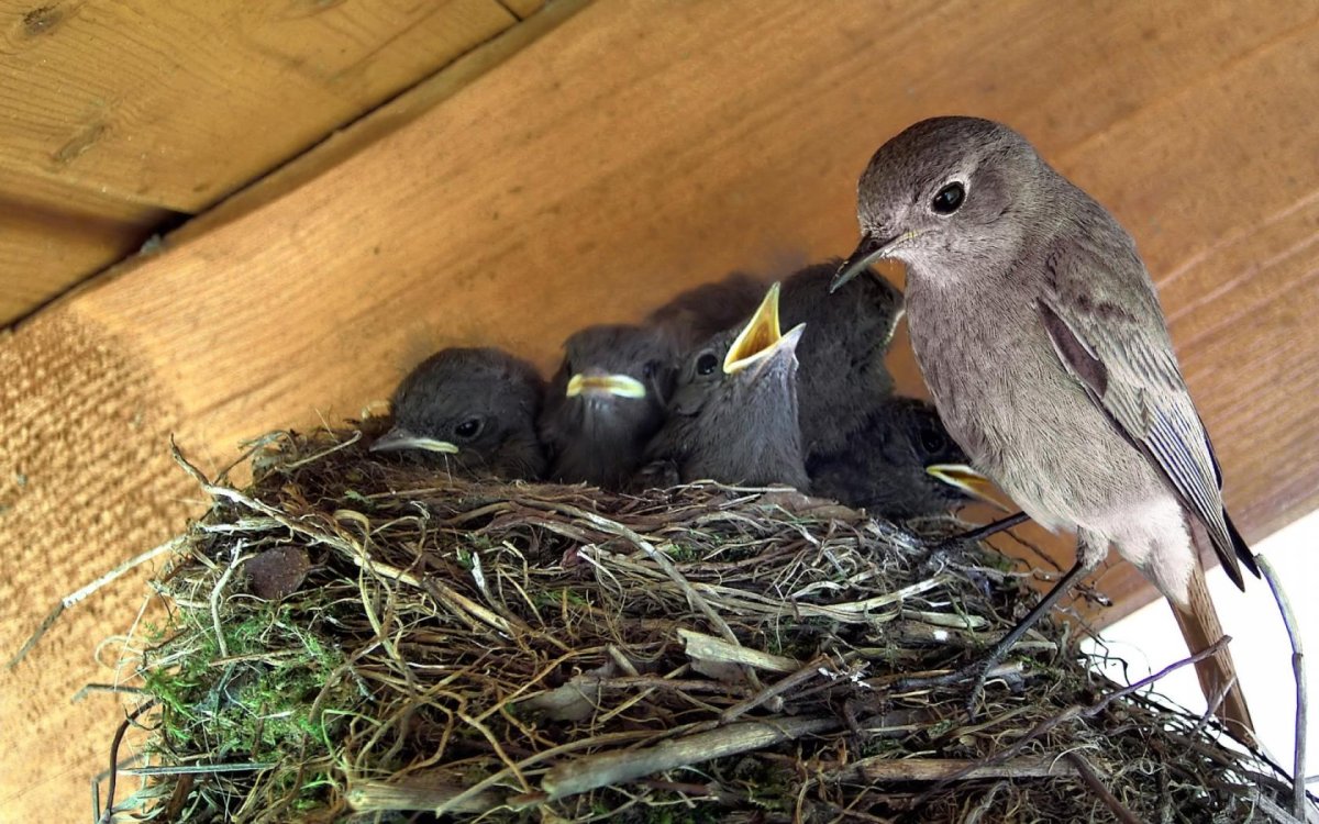 Птичка Славка птенцы