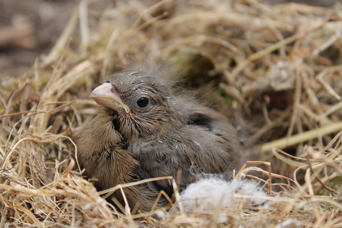 Гнездовые птицы