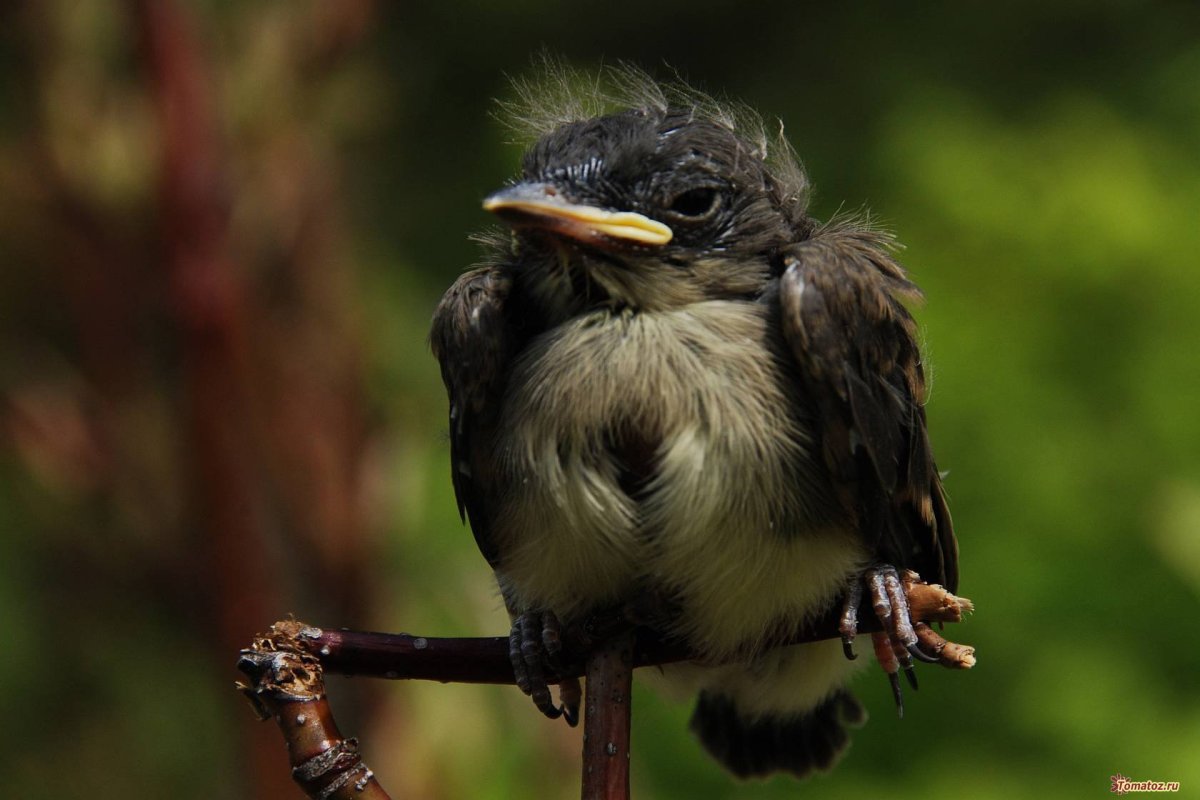 Облезлый птенец