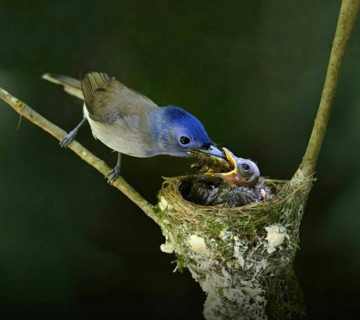 Мухоловка пеструшка слеток
