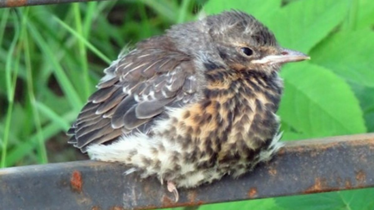 Кукушонок желторотый