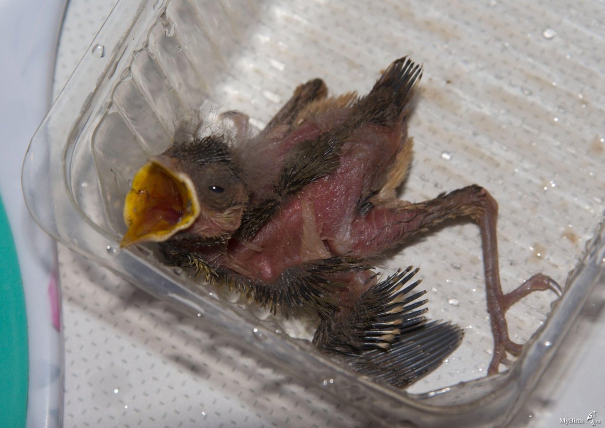 Обыкновенная горихвостка