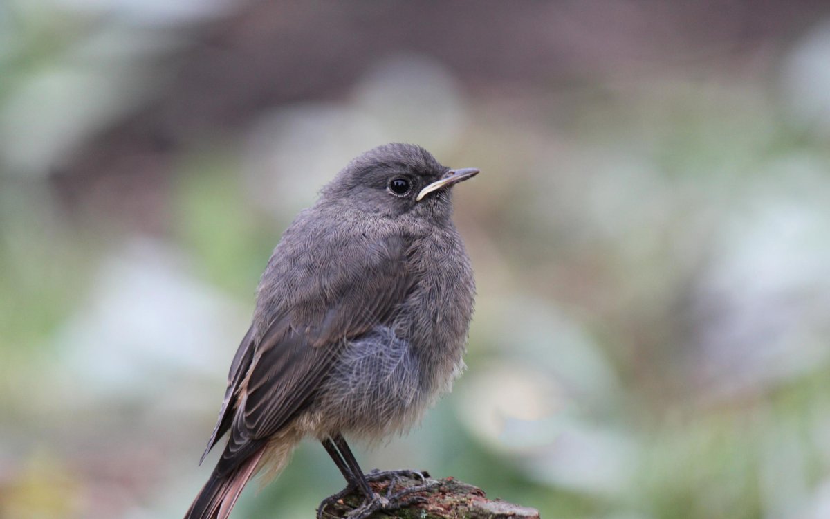 Соловей птица птенец