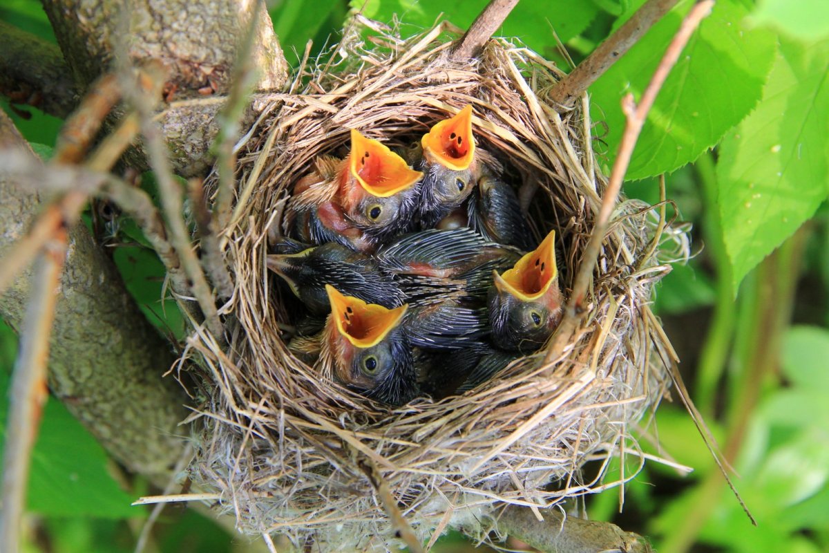 Птенцы воробья Новорожденные