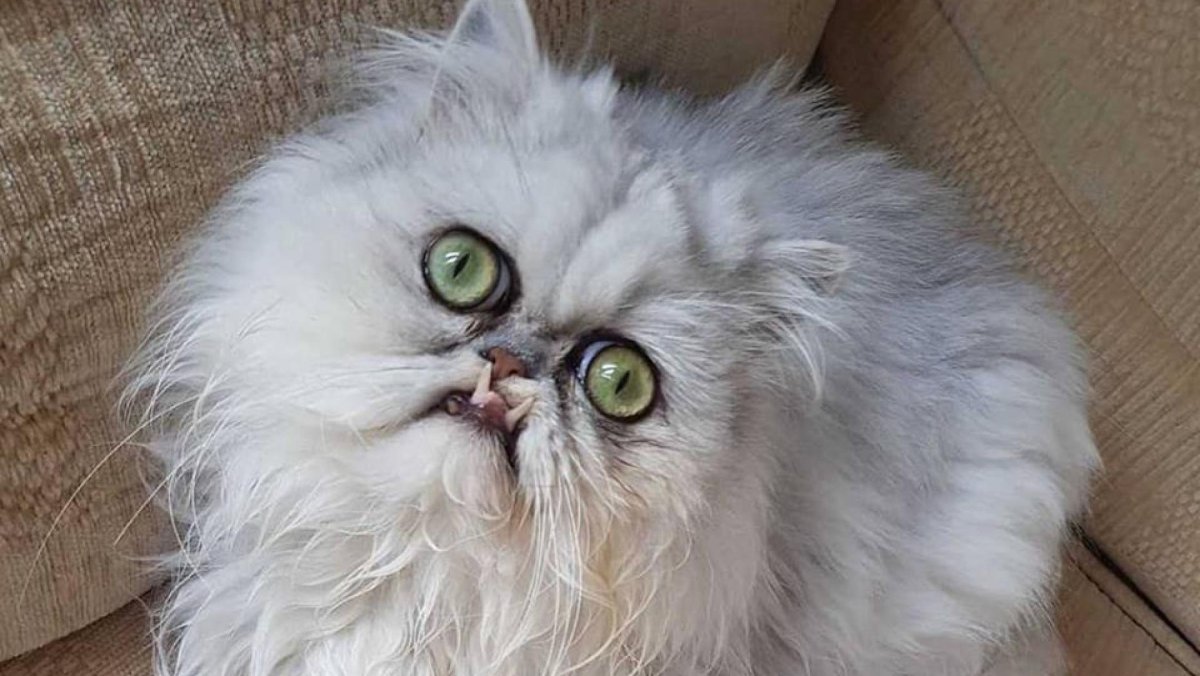 Страшный кот