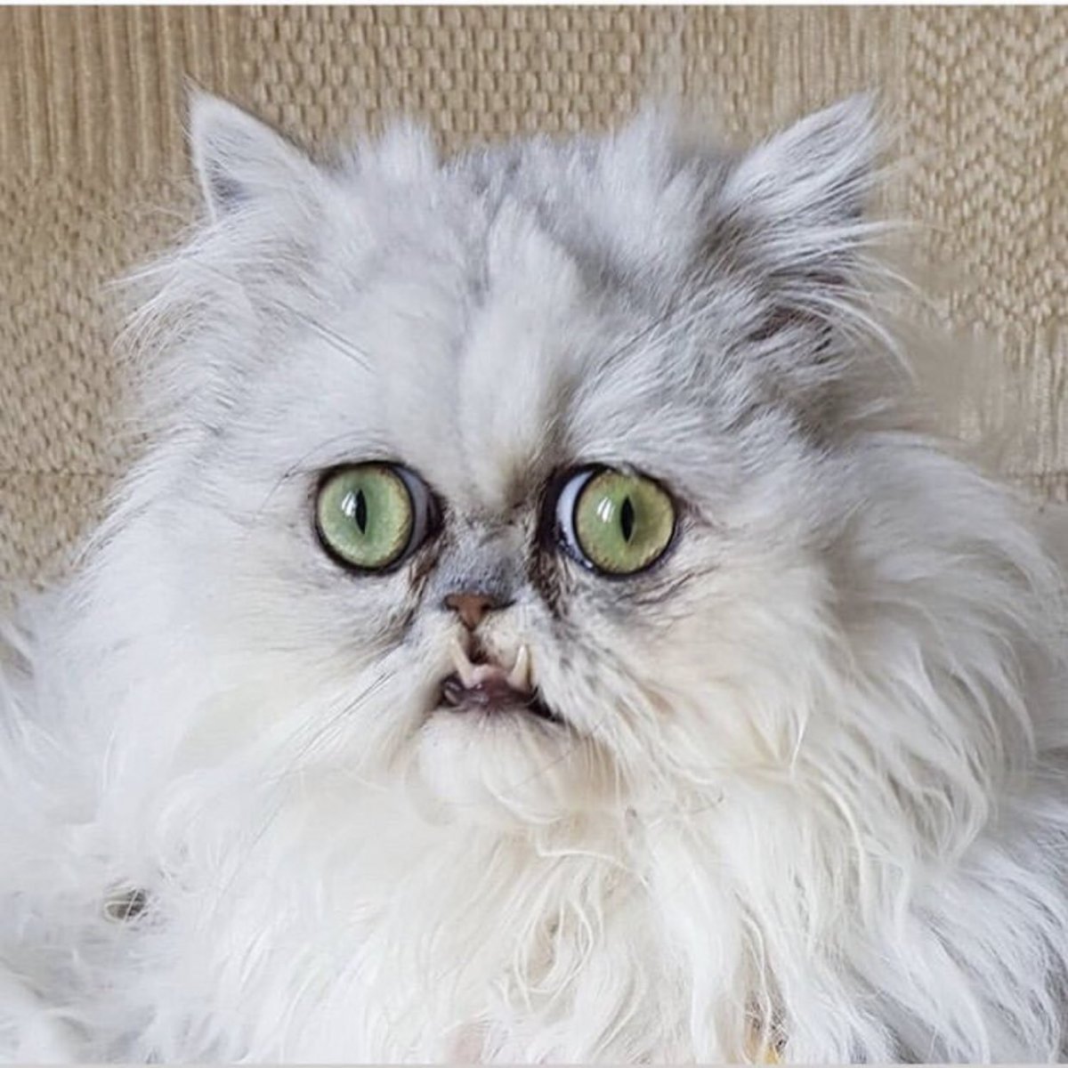 Сфинкс Беби фейс