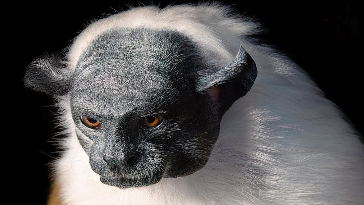 Персидская шиншилла Вилфред