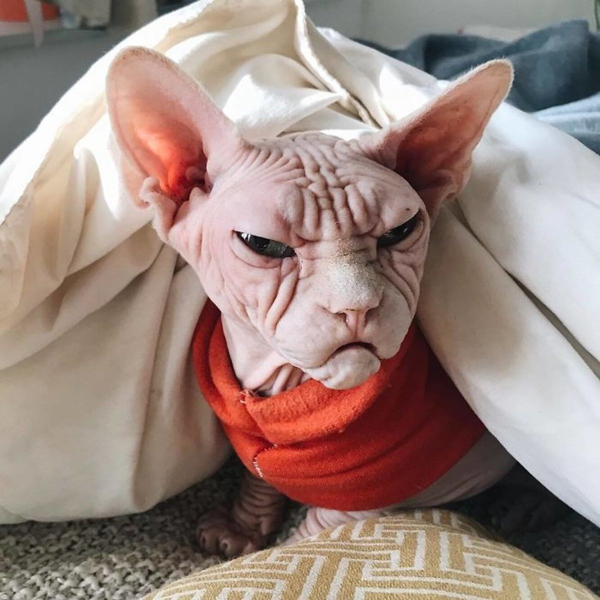 Страшный кот