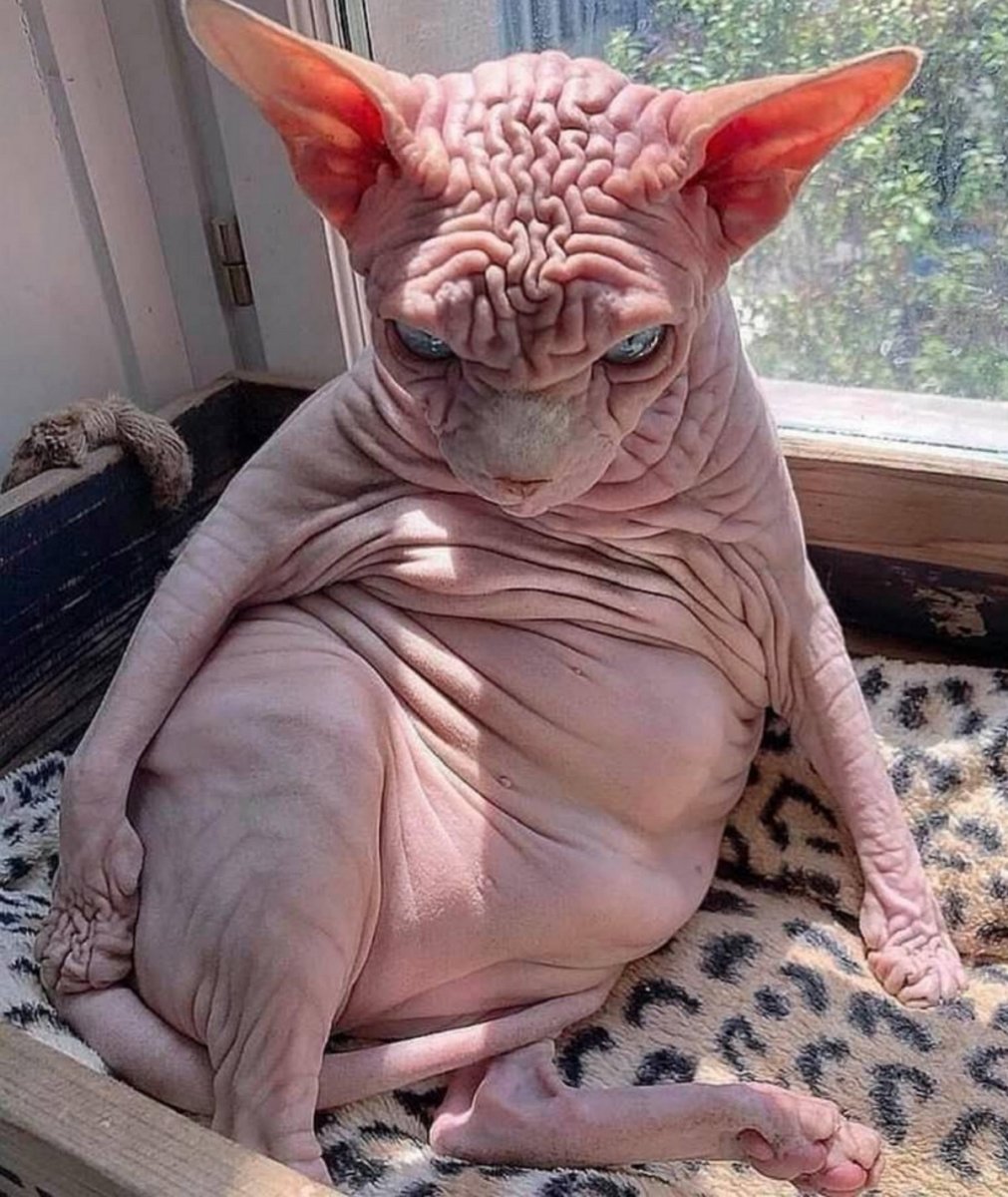 Страшный кот