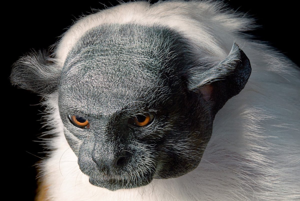 Кошки породы каракал